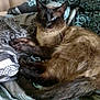 Maverick is registered to the contest to win money with this photo: cat, siamese_cat, pet, animal, feline, fur, whiskers, tail, bed, blanket, patterned_blanket, resting, indoor, cozy, sleepy, domestic_animal, cute, relaxed, mammal, curled_up