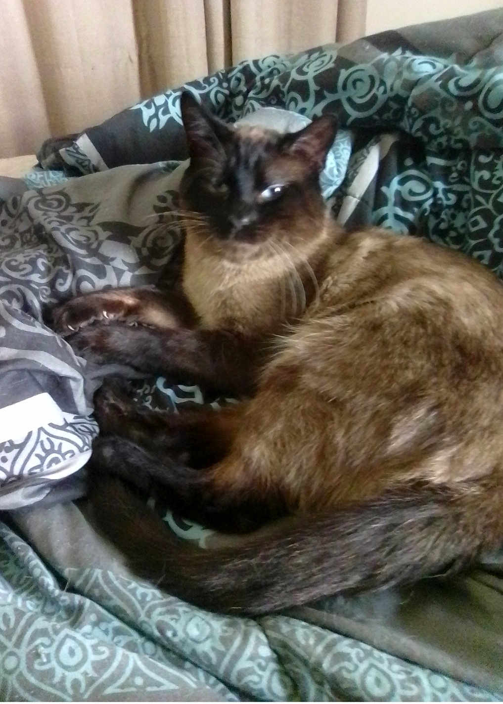 Maverick is registered to the contest to win money with this photo: cat, siamese_cat, pet, animal, feline, fur, whiskers, tail, bed, blanket, patterned_blanket, resting, indoor, cozy, sleepy, domestic_animal, cute, relaxed, mammal, curled_up