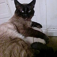 Maverick is registered to the contest to win money with this photo: animal, cat, close_up, domestic_cat, door, ears, feline, fur, furry, home, indoor, looking_at_camera, paw, pet, relaxed, resting, siamese_cat, tail, wall, whiskers