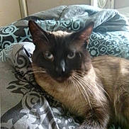 Maverick joined the competition — help win amazing prizes! cat, siamese_cat, pet, feline, bed, bedding, blanket, indoor, animal, fur, whiskers, ear, paw, resting, home, comfort, pattern, furniture, relaxation, sleepy