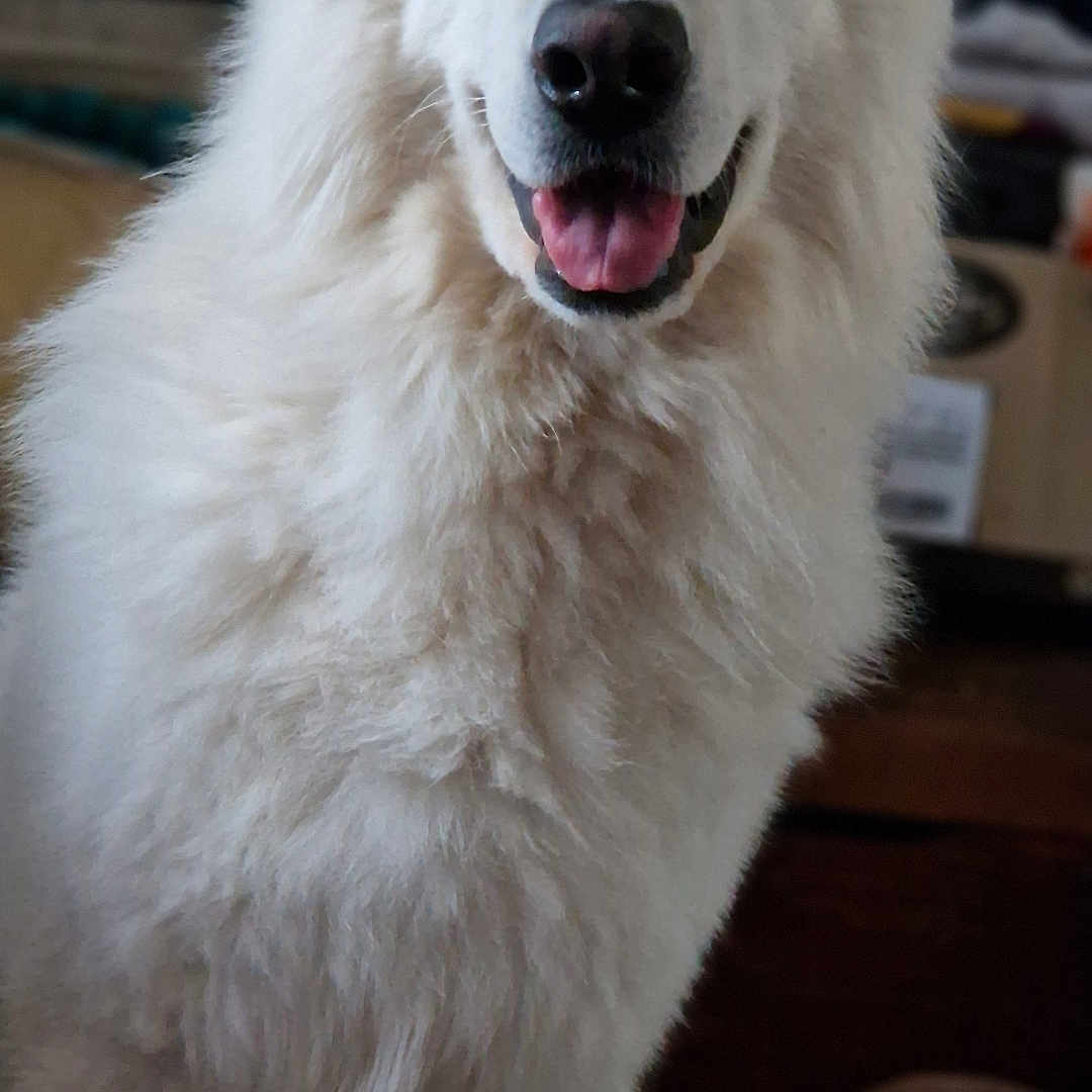 Roudoudou a rejoint le concours — aidez-le/la à gagner de superbes lots ! animal, canine, collie, dog, eskimodog, husky, pet, puppy, whitedog, wolf