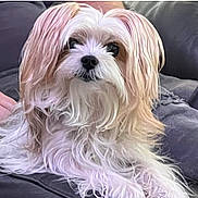 Lexi joined the competition — help win amazing prizes! dog, pet, fluffy, long_hair, cute, indoor, couch, leather, relaxed, animal, canine, portrait, furry, companion, domestic, mammal, fur, face, snout, whiskers