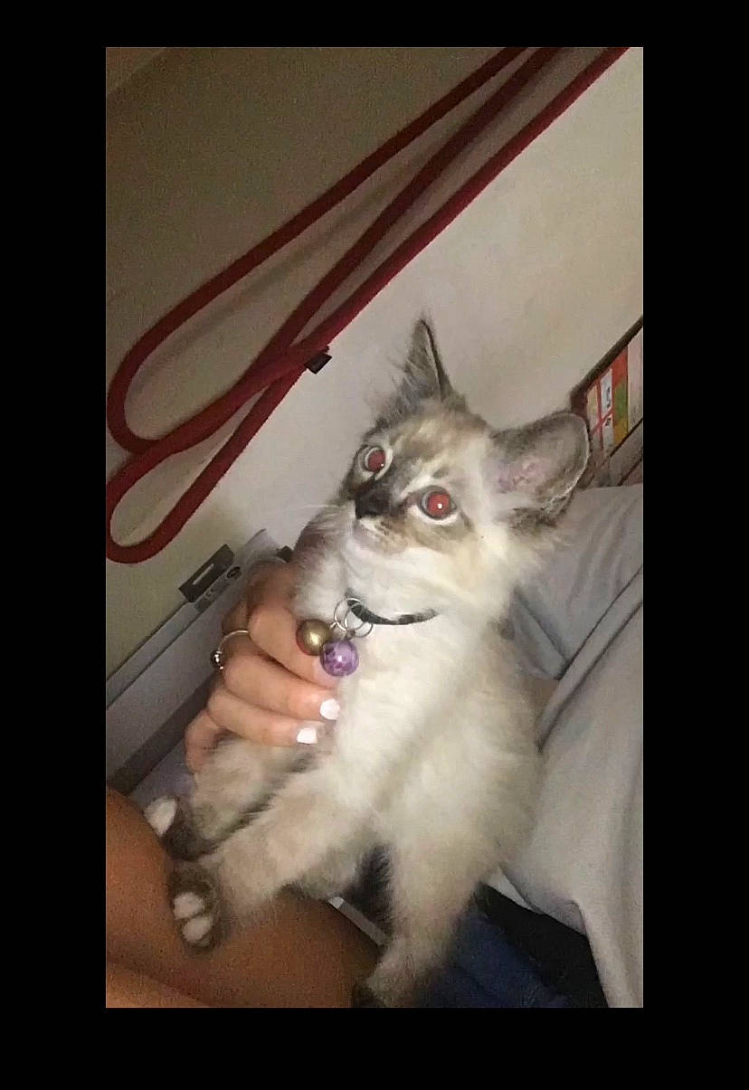 Chou participe au concours pour gagner de l'argent avec cette photo : alaskan_malamute, canidae, carnivore, cat, ear, felidae, kitten, mammal, photo_caption, photography, siberian_husky, small_to_medium_sized_cats, snapshot, vertebrate, whiskers