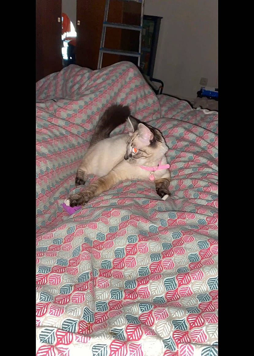 Chou participe au concours pour gagner de l'argent avec cette photo : bed_sheet, canidae, carnivore, cat, companion_dog, dog, dog_breed, felidae, kitten, mammal, nap, non_sporting_group, puppy, ragdoll, siberian_husky, small_to_medium_sized_cats, vertebrate, whiskers