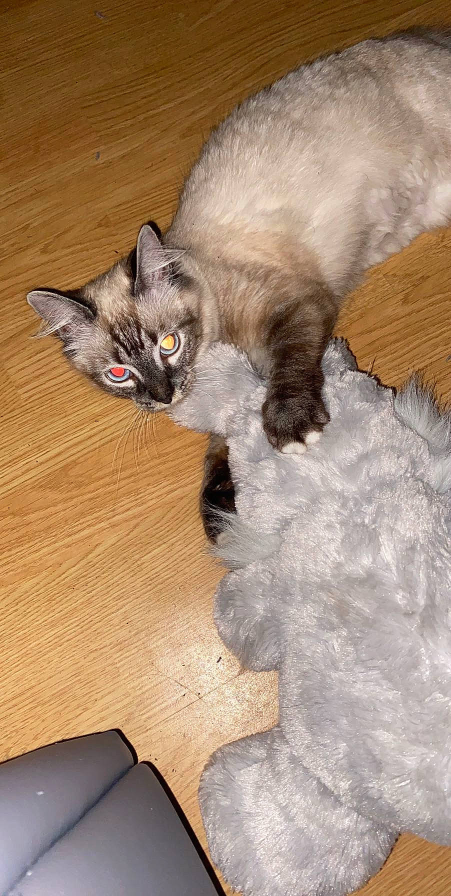 Chou a rejoint le concours — aidez-le/la à gagner de superbes lots ! asian, balinese, carnivore, cat, claw, domestic_long_haired_cat, domestic_short_haired_cat, fawn, felidae, kitten, mammal, nebelung, norwegian_forest_cat, ragdoll, small_to_medium_sized_cats, snowshoe, tail, thai, tonkinese, whiskers