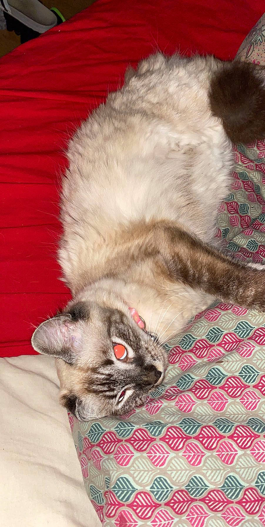 Chou participe au concours pour gagner de l'argent avec cette photo : balinese, carnivore, cat, fawn, felidae, fur, kitten, mammal, ragdoll, small_to_medium_sized_cats, thai, vertebrate, whiskers