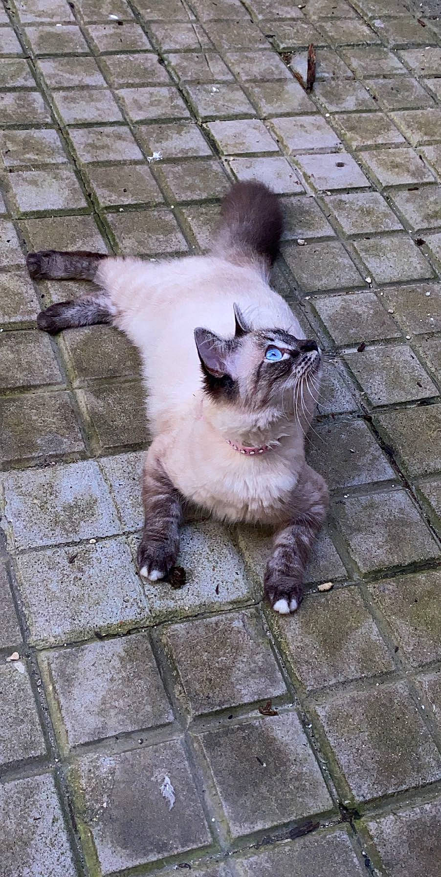 Chou a rejoint le concours — aidez-le/la à gagner de superbes lots ! aegean_cat, balinese, carnivore, cat, claw, domestic_short_haired_cat, european_shorthair, fawn, felidae, kitten, mammal, ojos_azules, polydactyl_cat, ragdoll, siamese, small_to_medium_sized_cats, snout, tail, thai, whiskers