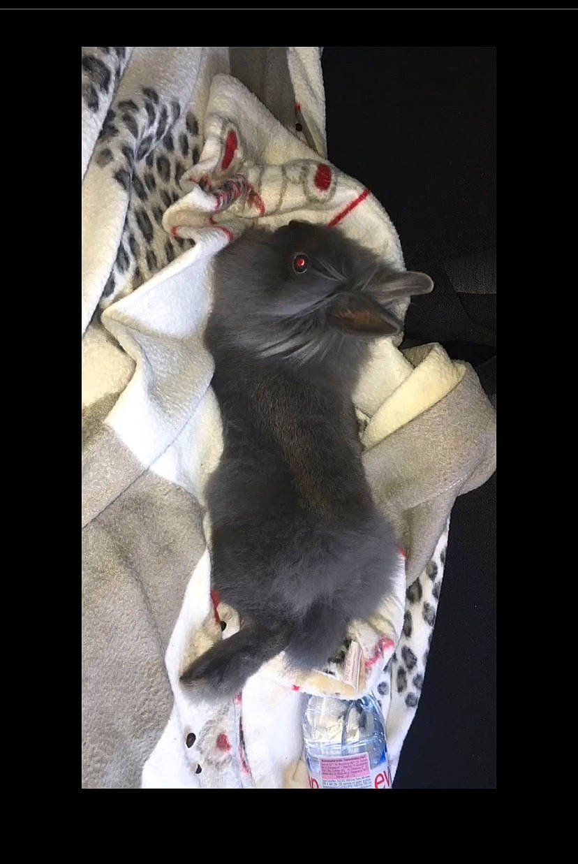 Praline a rejoint le concours — aidez-le/la à gagner de superbes lots ! black_cat, carnivore, cat, felidae, kitten, photo_caption, rat, russian_blue, small_to_medium_sized_cats, tail, whiskers