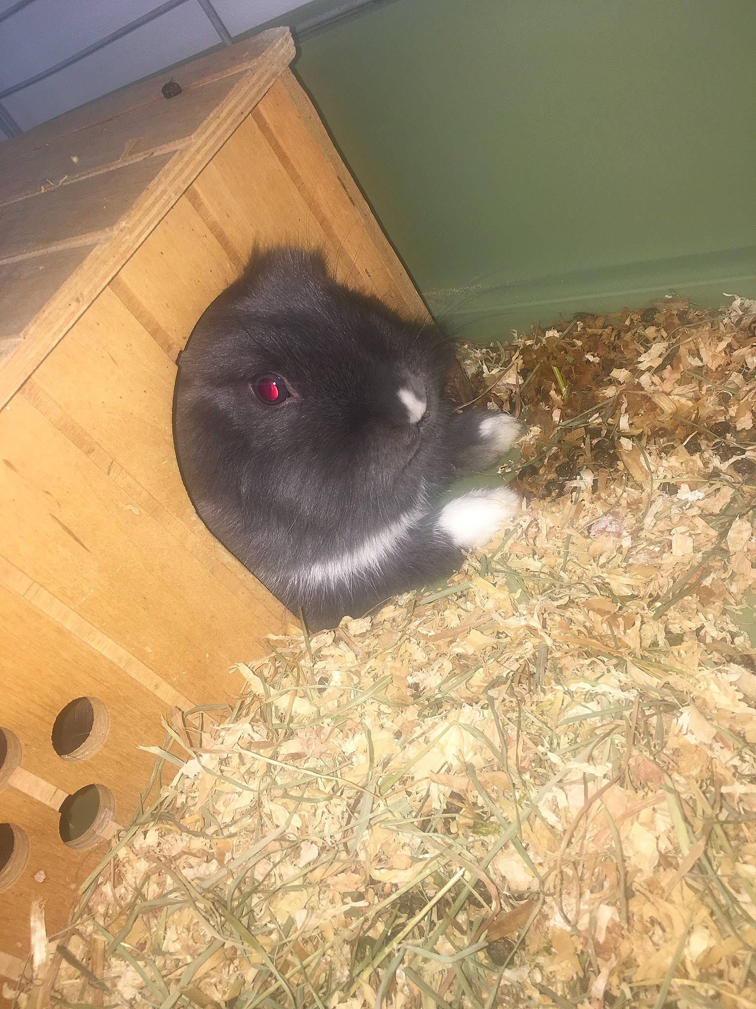 Praline a rejoint le concours — aidez-le/la à gagner de superbes lots ! domestic_rabbit, guinea_pig, hamster, rodent, snout