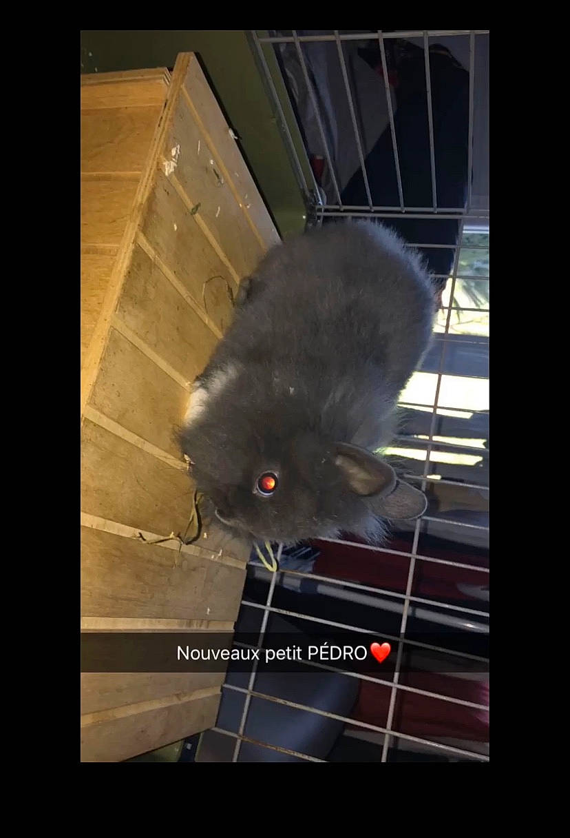Praline a rejoint le concours — aidez-le/la à gagner de superbes lots ! photo_caption, rat, snout, whiskers