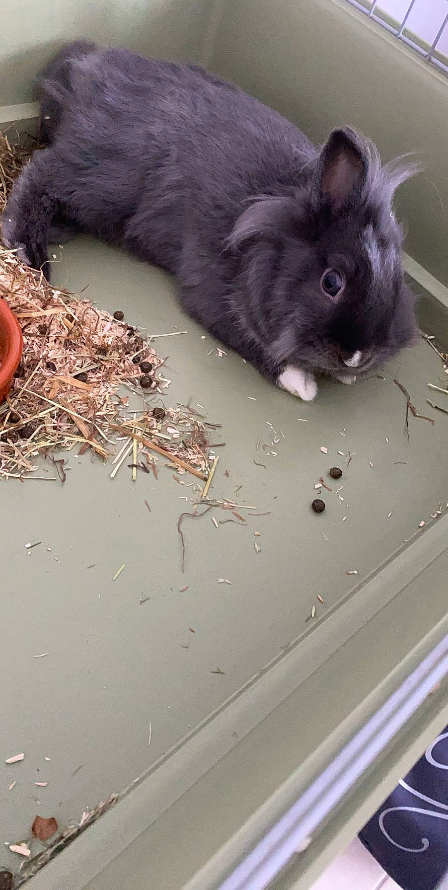 Praline a rejoint le concours — aidez-le/la à gagner de superbes lots ! angora_rabbit, domestic_rabbit, ear, fawn, fur, rabbit, rabbits_and_hares, rodent, snout, whiskers