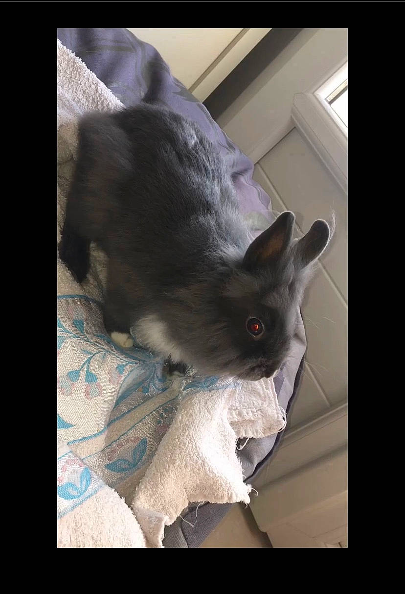 Praline a rejoint le concours — aidez-le/la à gagner de superbes lots ! black_cat, carnivore, cat, ear, felidae, kitten, korat, nebelung, russian_blue, small_to_medium_sized_cats, snout, tail, whiskers