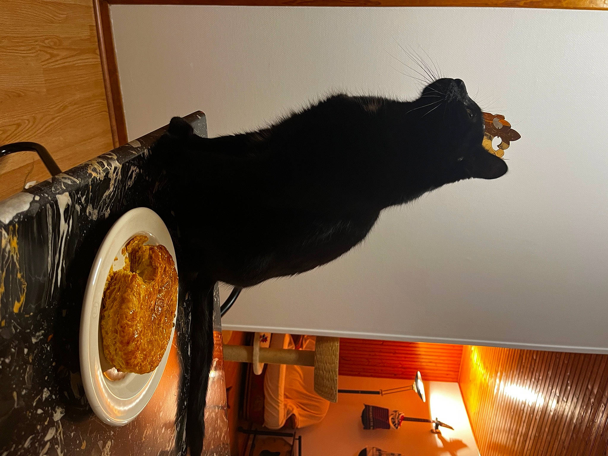 Zorro participe au concours pour gagner de l'argent avec cette photo : audio_equipment, black_cat, carnivore, cat, ceiling, circle, felidae, fur, metal, pattern, room, small_to_medium_sized_cats, tail, tourist_attraction, tree, visual_arts, wood