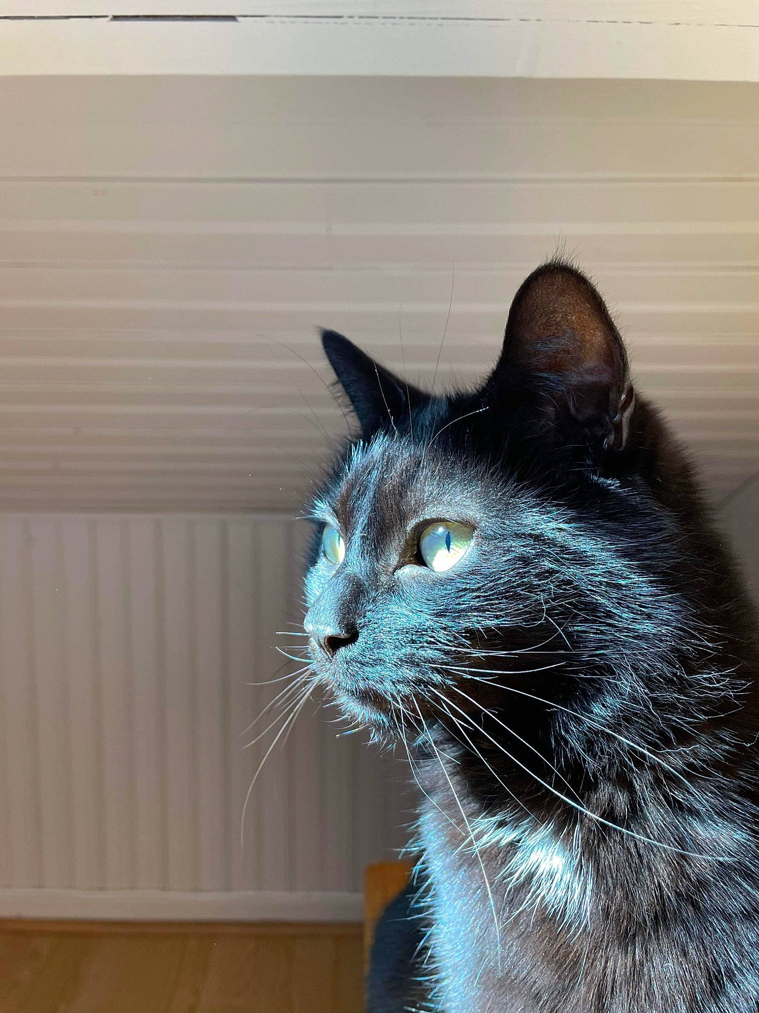 Zorro participe au concours pour gagner de l'argent avec cette photo : black_cat, carnivore, cat, domestic_short_haired_cat, felidae, fur, grey, hardwood, small_to_medium_sized_cats, snout, tail, terrestrial_animal, whiskers, window, wood