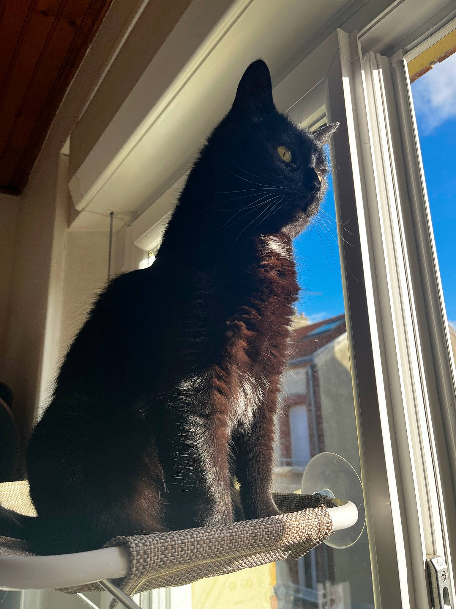 Zorro a rejoint le concours — aidez-le/la à gagner de superbes lots ! automotive_tire, black_cat, blue, building, carnivore, cat, cloud, domestic_short_haired_cat, door, electric_blue, felidae, fur, glass, sky, small_to_medium_sized_cats, snout, tail, tints_and_shades, whiskers, window