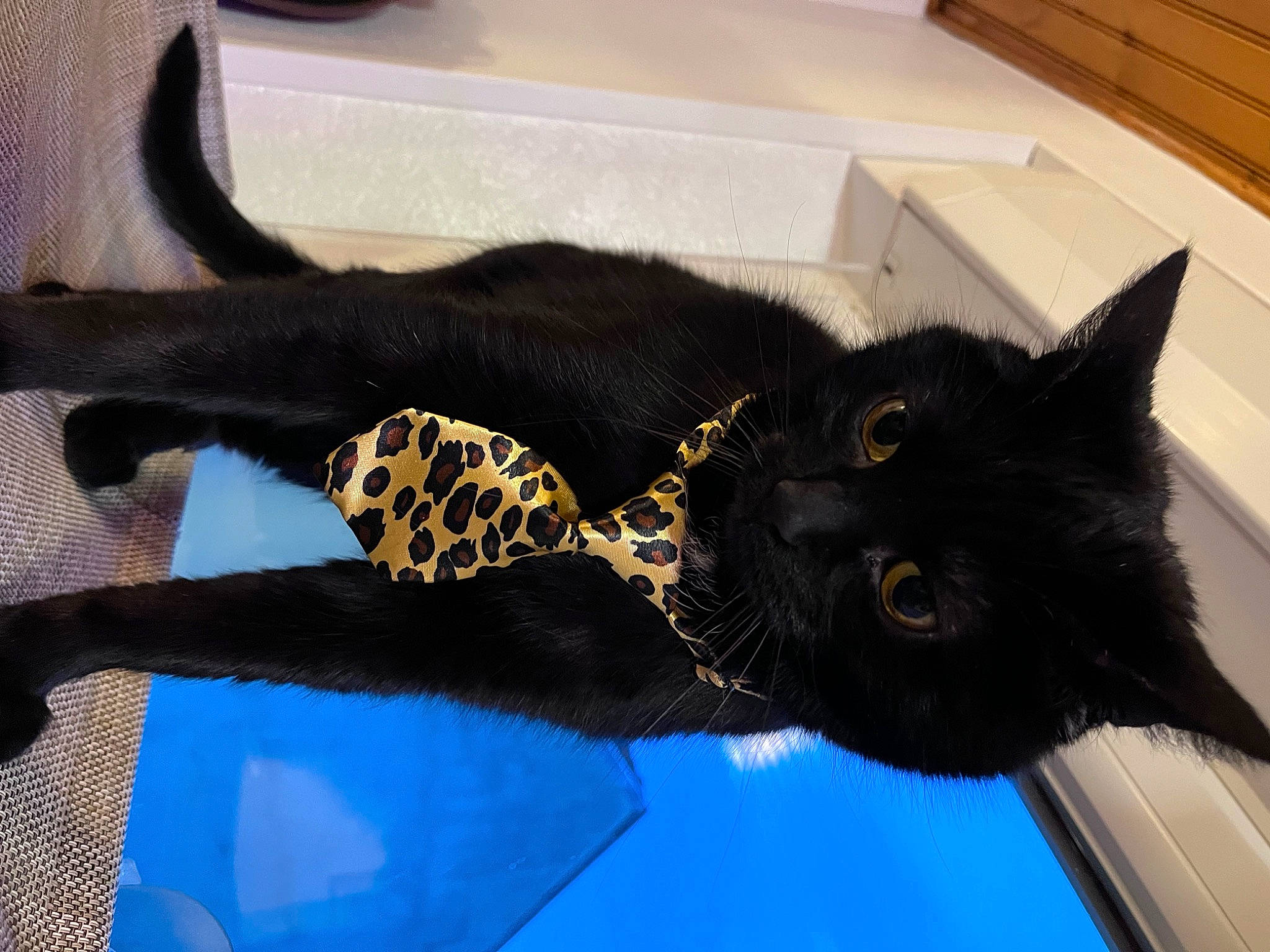 Zorro participe au concours pour gagner de l'argent avec cette photo : black_cat, bombay, carnivore, cat, claw, domestic_short_haired_cat, electric_blue, fashion_accessory, felidae, fur, gesture, personal_protective_equipment, small_to_medium_sized_cats, snout, tail, terrestrial_animal, thread, whiskers, wool, woolen