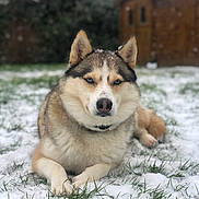 Naya a rejoint le concours — aidez-le/la à gagner de superbes lots ! animal, architecture, backyard, building, canine, dog, eskimodog, grass, housing, husky, nature, outdoors, pet, plant, puppy, shelter, snow, whitedog, winter, yard