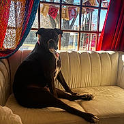 Daisy Mae joined the competition — help win amazing prizes! dog, black_dog, couch, indoor, window, curtains, sunlight, banner, colorful, pet, sitting, looking, furniture, home, cozy, relaxed, animal, domestic, living_room, natural_light