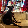 dog, black_dog, couch, indoor, window, curtains, sunlight, banner, colorful, pet, sitting, looking, furniture, home, cozy, relaxed, animal, domestic, living_room, natural_light