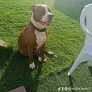 Pogo participe au concours pour gagner de l'argent avec cette photo : dog, brown_dog, white_markings, sitting, smiling, open_mouth, collar, outdoor, backyard, grass, lawn, sunlight, shadows, plastic_chair, patio, summer, pet, canine, portrait, watermark