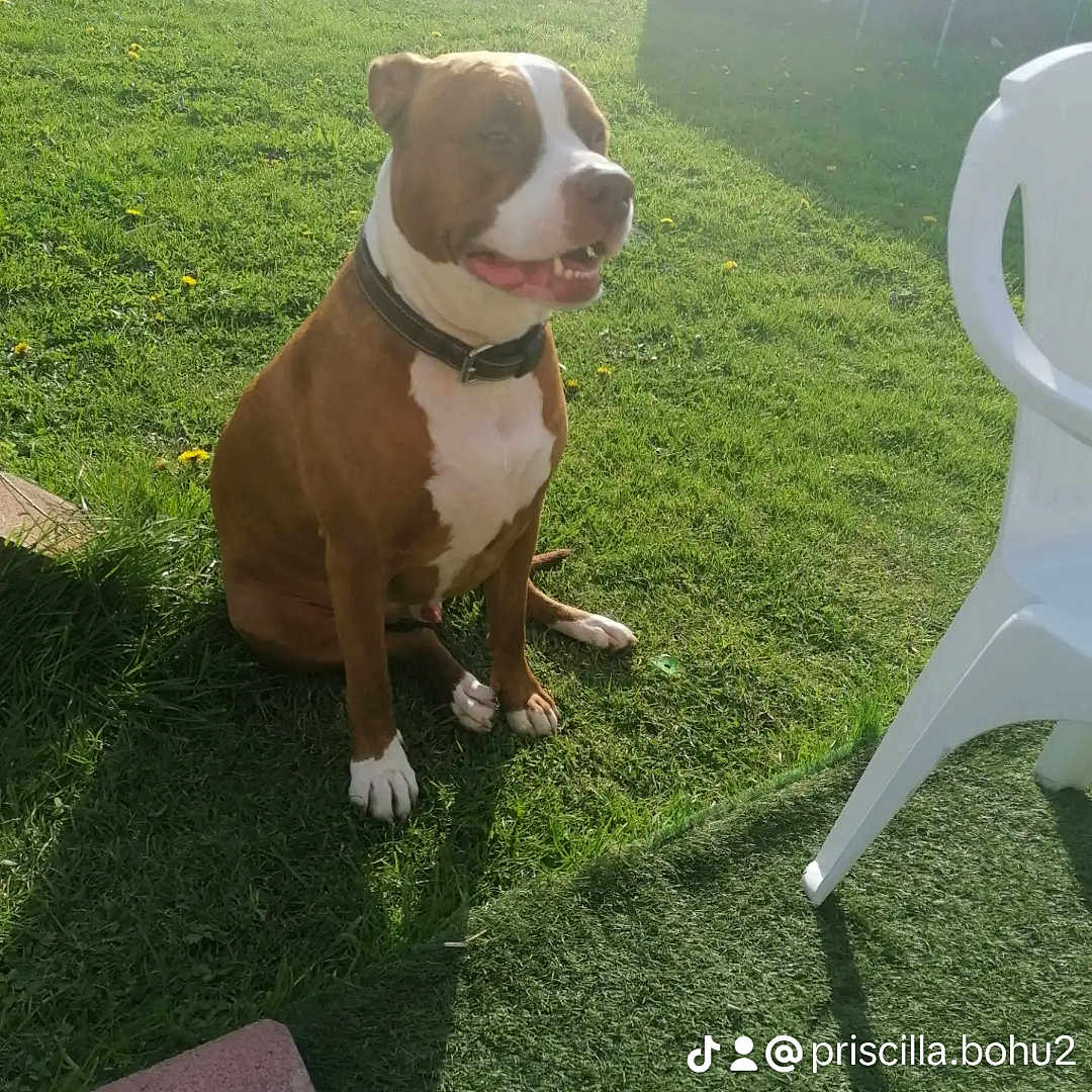 Pogo participe au concours pour gagner de l'argent avec cette photo : dog, brown_dog, white_markings, sitting, smiling, open_mouth, collar, outdoor, backyard, grass, lawn, sunlight, shadows, plastic_chair, patio, summer, pet, canine, portrait, watermark