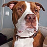 dog, brown_and_white, portrait, close_up, sitting, collar, floppy_ears, large_nose, white_chest, indoors, couch, gray_wall, light_switch, pet, animal, alert, serious_expression, front_facing, fur, photography