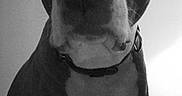 Pogo a rejoint le concours — aidez-le/la à gagner de superbes lots ! dog, portrait, black_and_white, indoor, sitting, close_up, collar, short_hair, large_dog, canine, pet, animal, serious_expression, looking_at_camera, bedroom, bedding, wall, dramatic_lighting, monochrome, photography