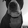 dog, portrait, black_and_white, indoor, sitting, close_up, collar, short_hair, large_dog, canine, pet, animal, serious_expression, looking_at_camera, bedroom, bedding, wall, dramatic_lighting, monochrome, photography