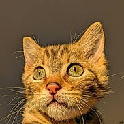 Aydée participe au concours pour gagner de l'argent avec cette photo : animal, cat, close_up, curious, cute, ears, face, fur, golden_light, green_eyes, indoor, kitten, mammal, nose, pet, portrait, sunlight, tabby, whiskers, young
