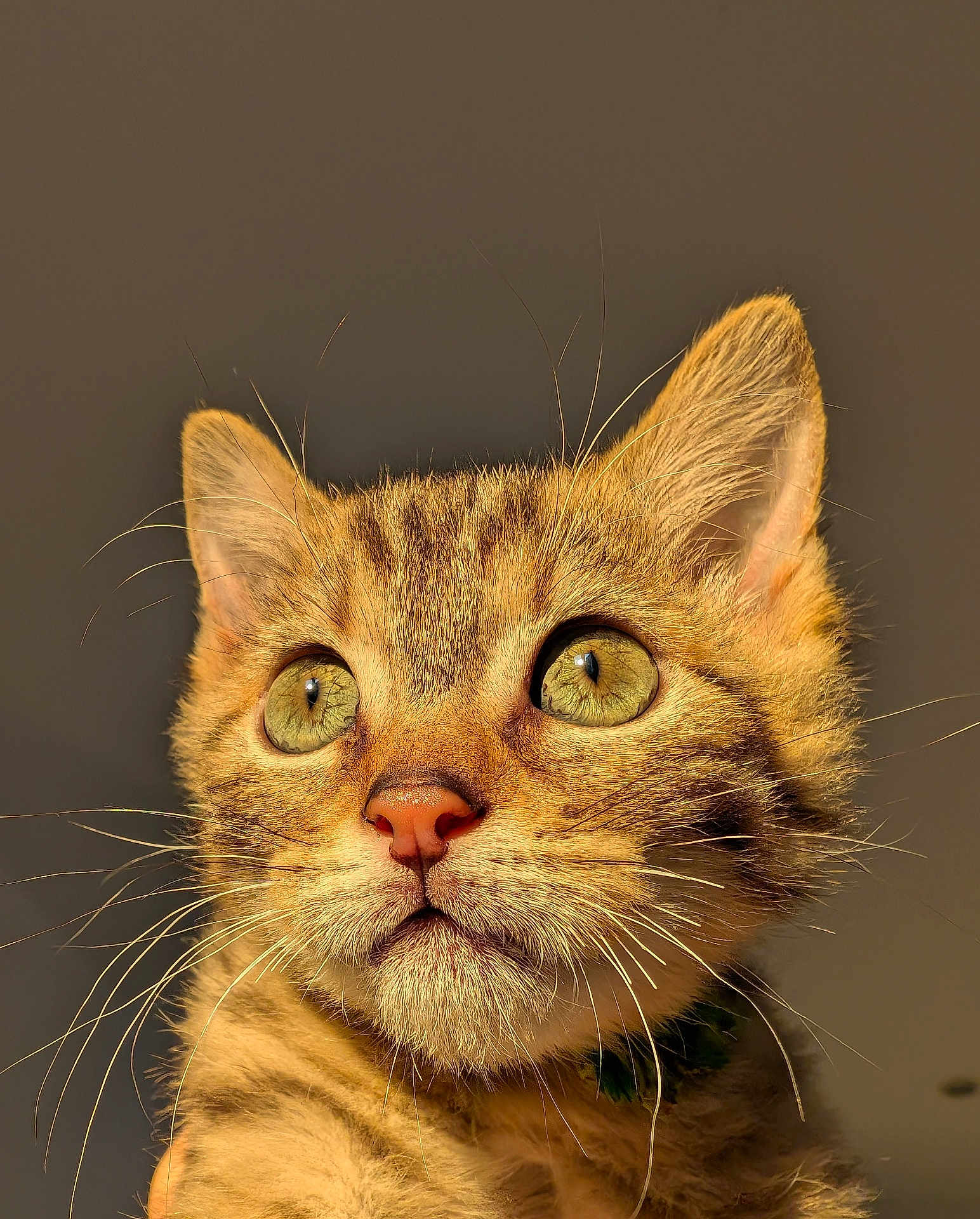 Aydée participe au concours pour gagner de l'argent avec cette photo : animal, cat, close_up, curious, cute, ears, face, fur, golden_light, green_eyes, indoor, kitten, mammal, nose, pet, portrait, sunlight, tabby, whiskers, young