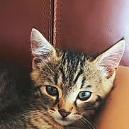 Simba participe au concours pour gagner de l'argent avec cette photo : kitten, cat, tabby, pet, animal, feline, closeup, cute, fur, whiskers, ears, eyes, relaxed, indoor, leather, brown, resting, young, small, adorable