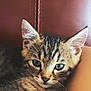 kitten, cat, tabby, pet, animal, feline, closeup, cute, fur, whiskers, ears, eyes, relaxed, indoor, leather, brown, resting, young, small, adorable