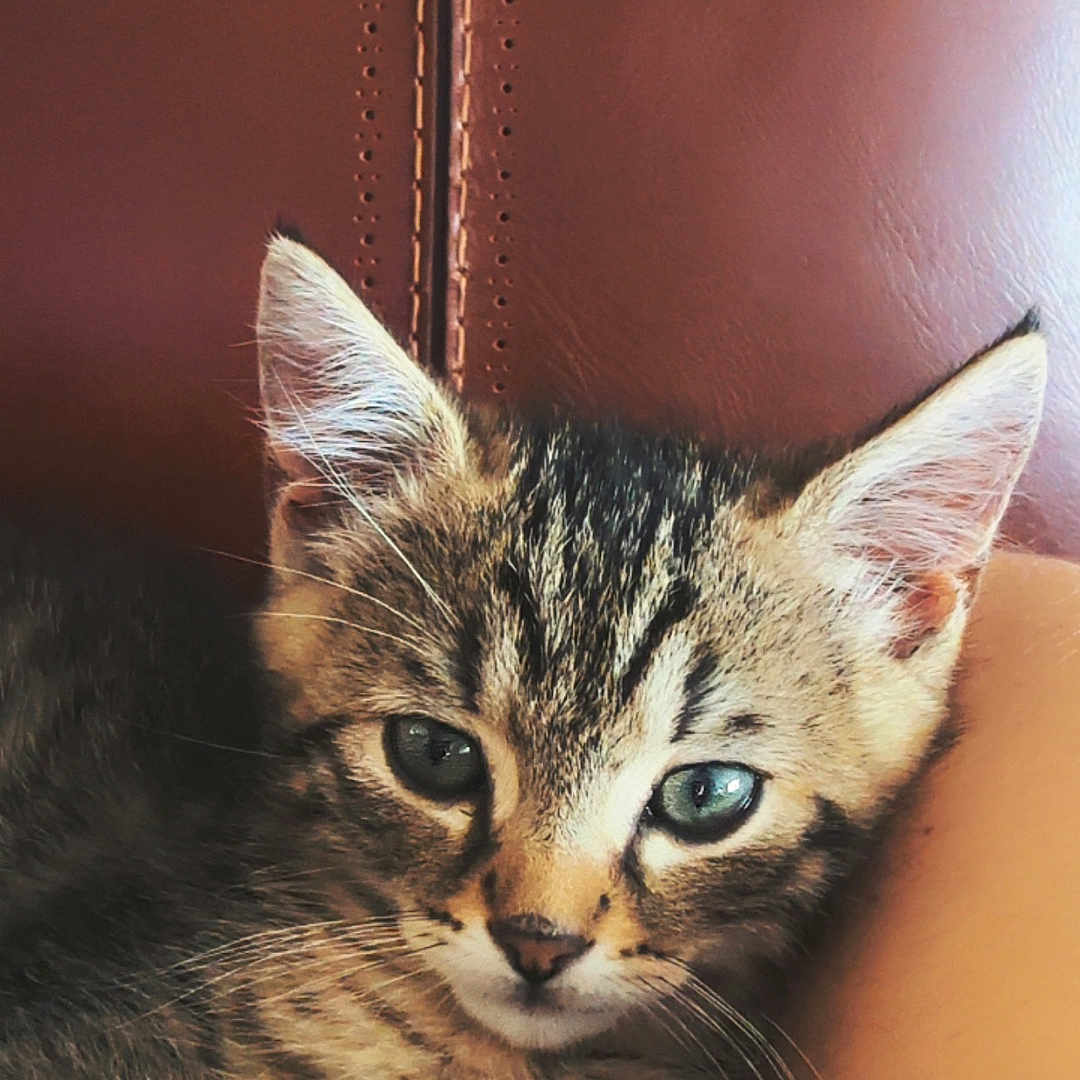 Simba participe au concours pour gagner de l'argent avec cette photo : adorable, animal, brown, cat, closeup, cute, ears, eyes, feline, fur, indoor, kitten, leather, pet, relaxed, resting, small, tabby, whiskers, young