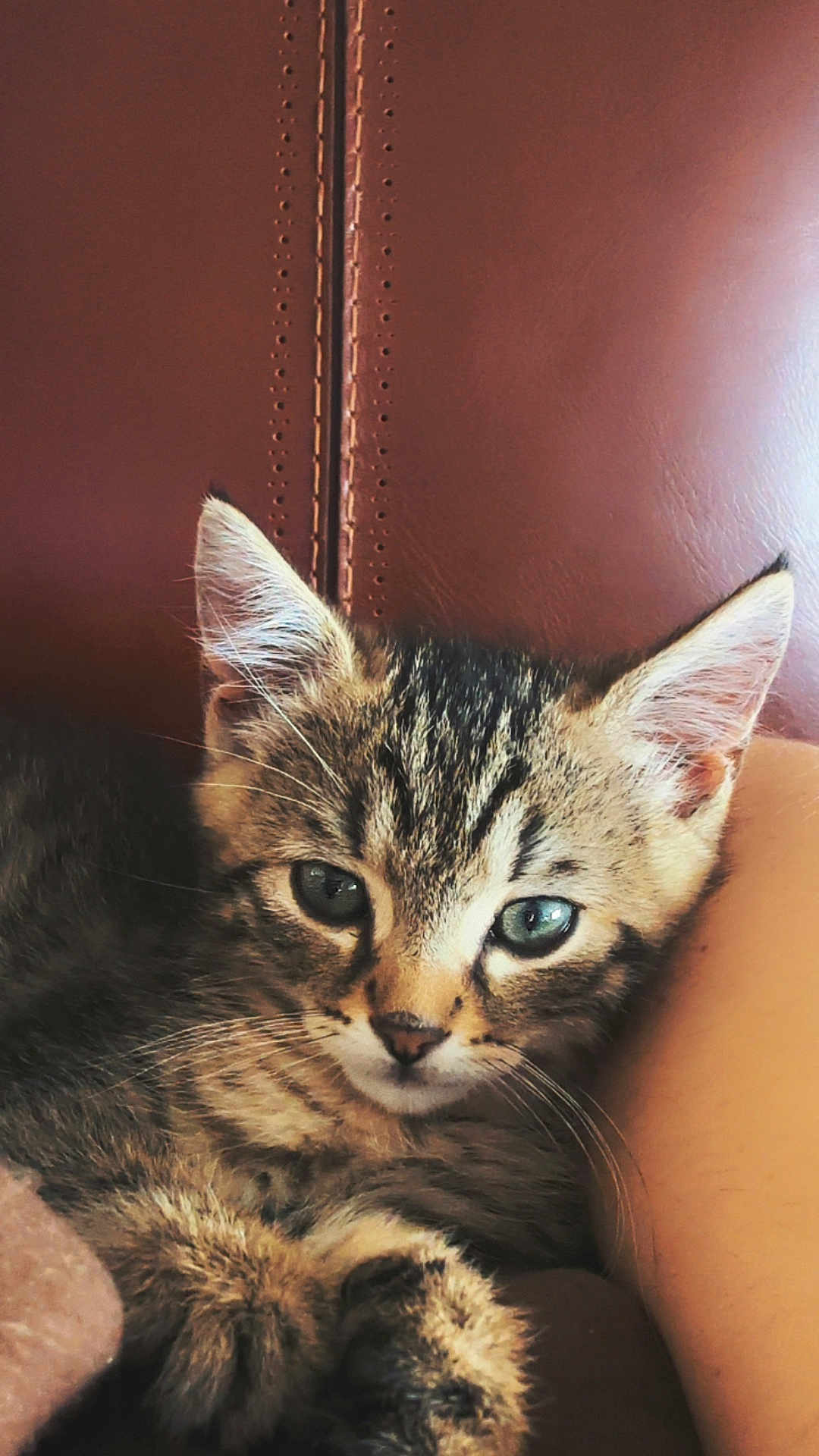 Simba participe au concours pour gagner de l'argent avec cette photo : kitten, cat, tabby, pet, animal, feline, closeup, cute, fur, whiskers, ears, eyes, relaxed, indoor, leather, brown, resting, young, small, adorable