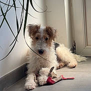 Vodka participe au concours pour gagner de l'argent avec cette photo : dog, indoor, toy, plush_toy, floor, tile, door, plant, paws, fur, pet, animal, resting, scruffy, white, brown, black, cute, companion, domestic