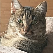 Una a rejoint le concours — aidez-le/la à gagner de superbes lots ! animal, blanket, cat, close_up, cozy, cute, domestic_animal, ears, feline, fur, green_eyes, indoor, pet, portrait, relaxed, resting, soft_texture, tabby_cat, whiskers, wooden_background