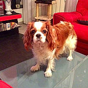 Isis participe au concours pour gagner de l'argent avec cette photo : canidae, carnivore, cavalier_king_charles_spaniel, companion_dog, dog, dog_breed, fawn, king_charles_spaniel, liver, mammal, phalene, puppy, rare_breed_dog, snout, spaniel, sporting_group, toy_dog, vertebrate