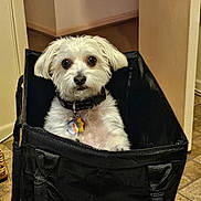 Scruffy is registered to the contest to win money with this photo: animal, bag, black_bag, collar, companion, curious, cute, dog, dog_tags, domestic, floor, fur, household, indoor, looking_at_camera, pet, portrait, small_dog, tile_floor, white_dog