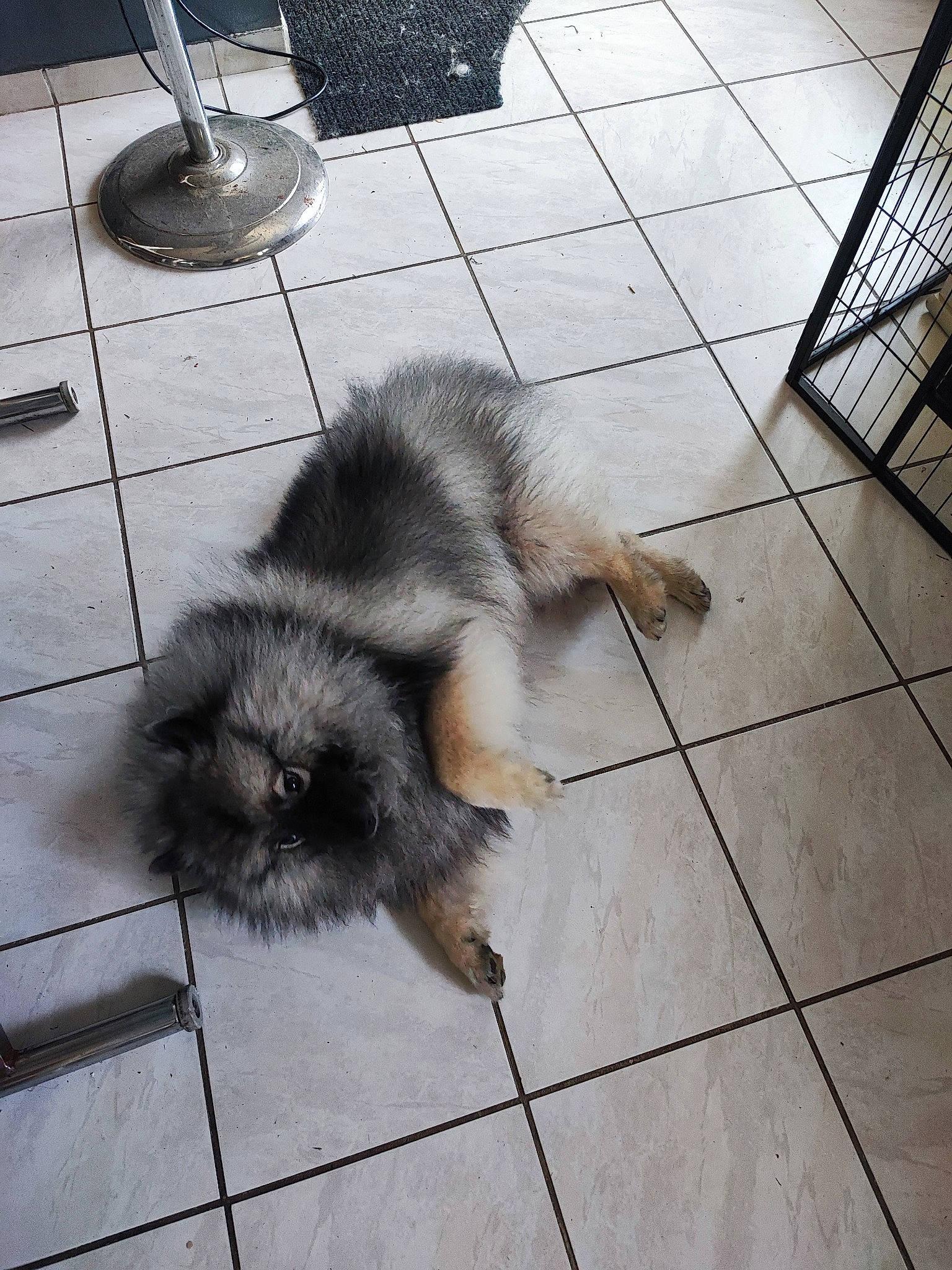 Taïga participe au concours pour gagner de l'argent avec cette photo : canidae, claw, companion_dog, dog_breed, felidae, floor, flooring, fur, grey, metal, paw, road_surface, shadow, small_to_medium_sized_cats, sporting_group, tail, terrestrial_animal, tile, whiskers, wine_glass