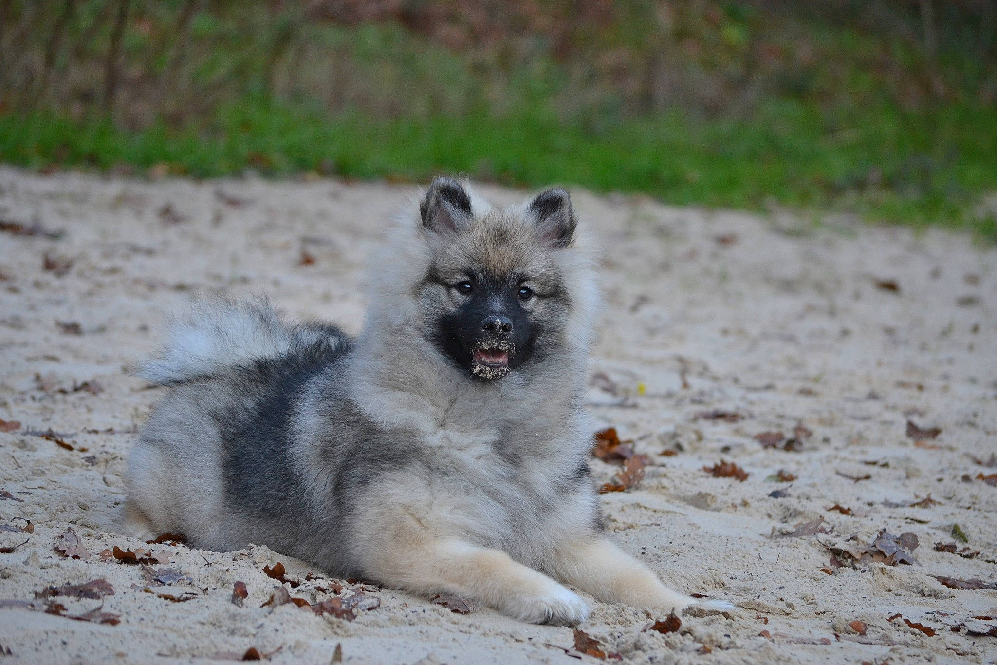 Polia Shaïna Du Roussillon