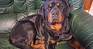 Vegas participe au concours pour gagner de l'argent avec cette photo : rottweiler, dog, pet, leather_couch, green_couch, indoor, wood_paneling, canine, animal, fur, sitting, relaxed, looking_at_camera, paw, snout, ears, tail, domestic_animal, companion, household