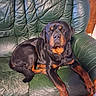 rottweiler, dog, pet, leather_couch, green_couch, indoor, wood_paneling, canine, animal, fur, sitting, relaxed, looking_at_camera, paw, snout, ears, tail, domestic_animal, companion, household