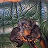 Vegas a rejoint le concours — aidez-le/la à gagner de superbes lots ! dog, rottweiler, blurry, green_leather_couch, indoor, pet, animal, wooden_wall, furniture, sitting, brown_and_black, canine, domestic_animal, household, leather, old_couch, indoor_lighting, resting, fur, companion