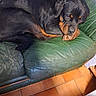 rottweiler, dog, pet, indoor, couch, leather_couch, green_couch, sleeping_dog, curled_up, brown_and_black, floor_tiles, tile_floor, resting, animal, canine, companion, furniture, paw, head, ears