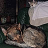 animal, blanket, cage, cat, companion, cozy, curled_up, dog, domestic, fur, furniture, houseplant, indoor, leather_chair, mammal, pet, relaxing, resting, sleeping, towel