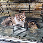 Isabelle participe au concours pour gagner de l'argent avec cette photo : cat, cage, food, tray, blue_eyes, feline, animal, pet, indoor, bars, stone_wall, curious, sitting, close_up, resting, whiskers, fur, looking_up, confined, calm