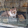 animal, bars, blue_eyes, cage, calm, cat, close_up, confined, curious, feline, food, fur, indoor, looking_up, pet, resting, sitting, stone_wall, tray, whiskers