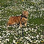 cat, orange_tabby, leash, harness, flower_field, daisies, dandelions, grass, outdoor, sunny, nature, pet, animal, fluffy, greenery, spring, garden, walking, daylight, cute