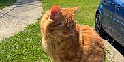 Gohan a rejoint le concours — aidez-le/la à gagner de superbes lots ! cat, orange_cat, fluffy_cat, wooden_post, grass, sidewalk, park, trees, blue_sky, car, vehicle, person, leash, outdoor, daylight, nature, animal, pet, sunny, feline