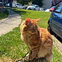 cat, orange_cat, fluffy_cat, wooden_post, grass, sidewalk, park, trees, blue_sky, car, vehicle, person, leash, outdoor, daylight, nature, animal, pet, sunny, feline